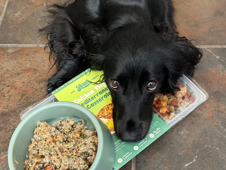 Chicken Thigh Mediterranean Casserole - Single Puppy Meal - Image 3