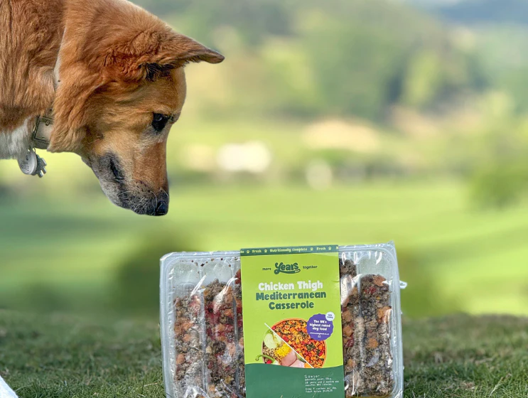Chicken Thigh Mediterranean Casserole - Single Puppy Meal - Image 5