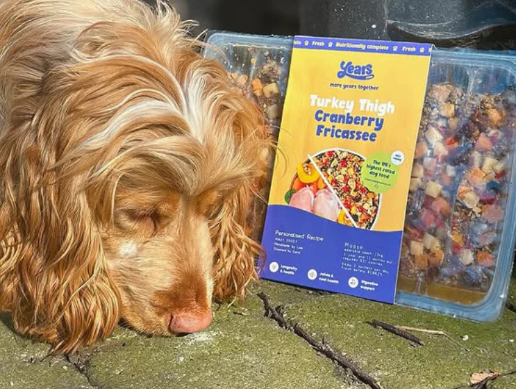 Meat 'Pawty' Collection - Pork, Steak, Chicken & Turkey (4 Pack) - Image 3