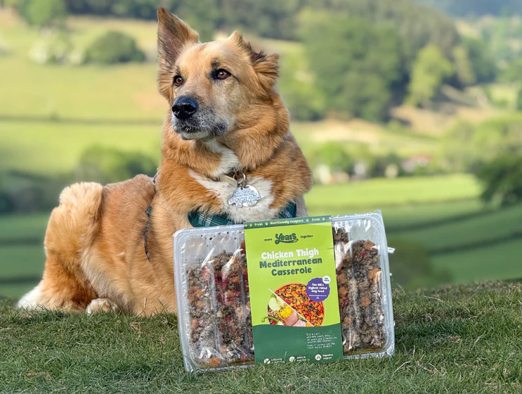 Meat 'Pawty' Collection - Pork, Steak, Chicken & Turkey (4 Pack) - Image 4