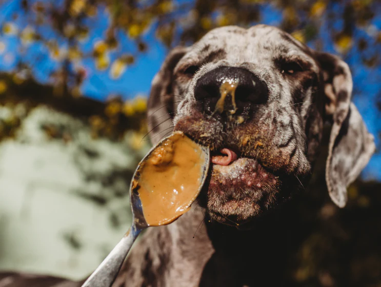 Nutty Butter Peanut Butter - Image 6