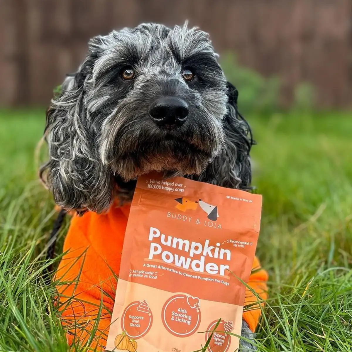 Pumpkin Powder - 120g - Image 4