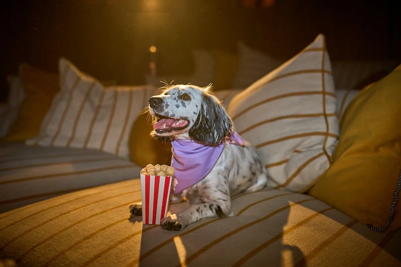 Himalayan Milk Pupcorn - Image 3
