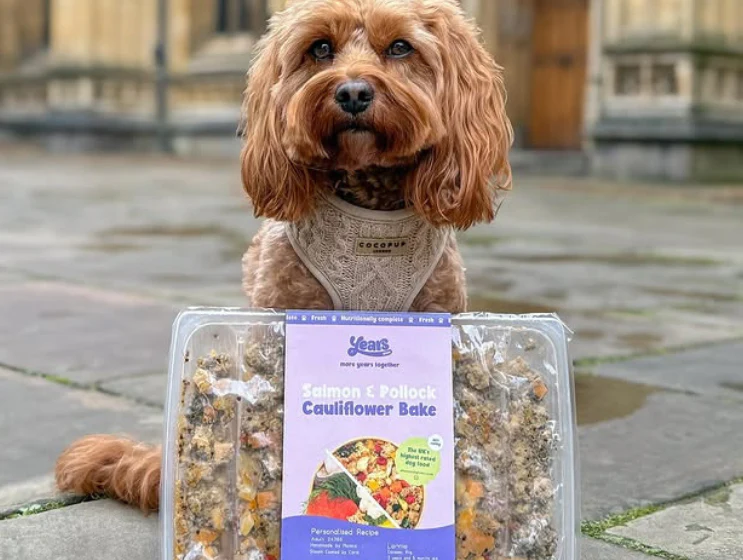 Salmon & Pollock Cauliflower Bake - Single Puppy Meal - Image 3