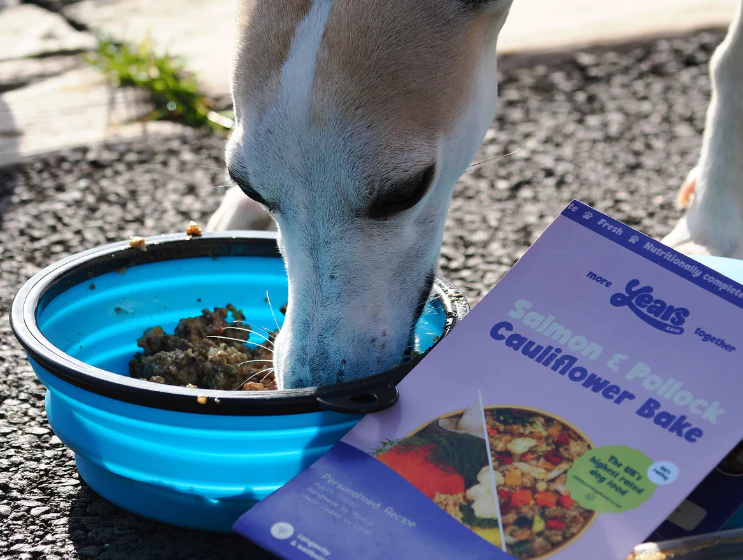 Salmon & Pollock Cauliflower Bake - Single Puppy Meal - Image 5