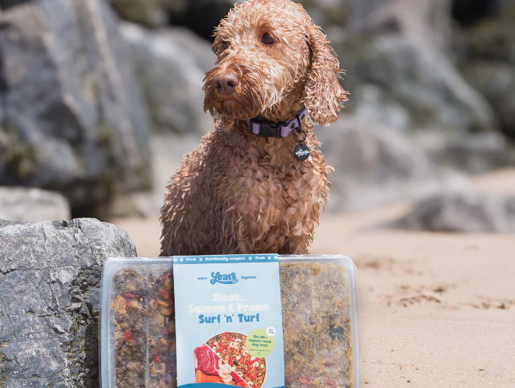 Steak, Salmon & Prawn Surf 'N' Turf - Single Puppy Meal - Image 4
