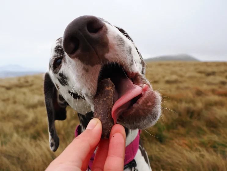 Venison Sausages - Image 5