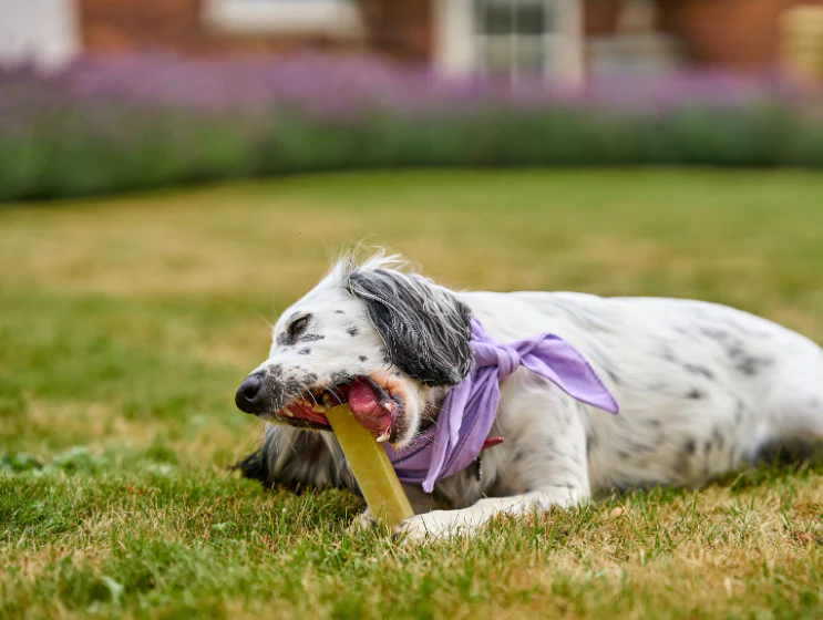 Himalayan Yak Chew - 3 Sizes - Image 6