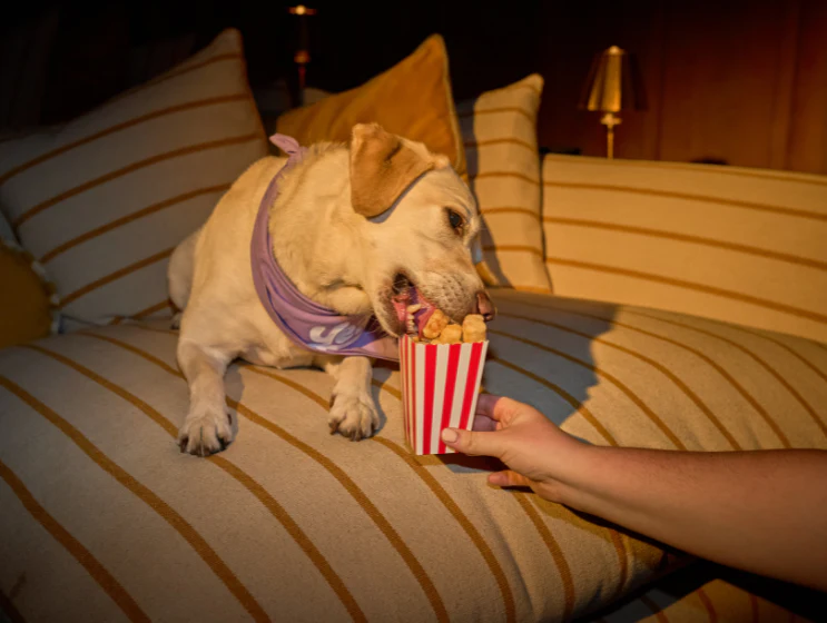 Himalayan Milk 'Pupcorn' Puffs - Image 6